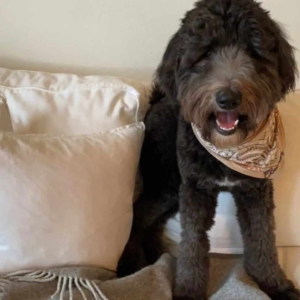 f2 brown and white sheepadoodle