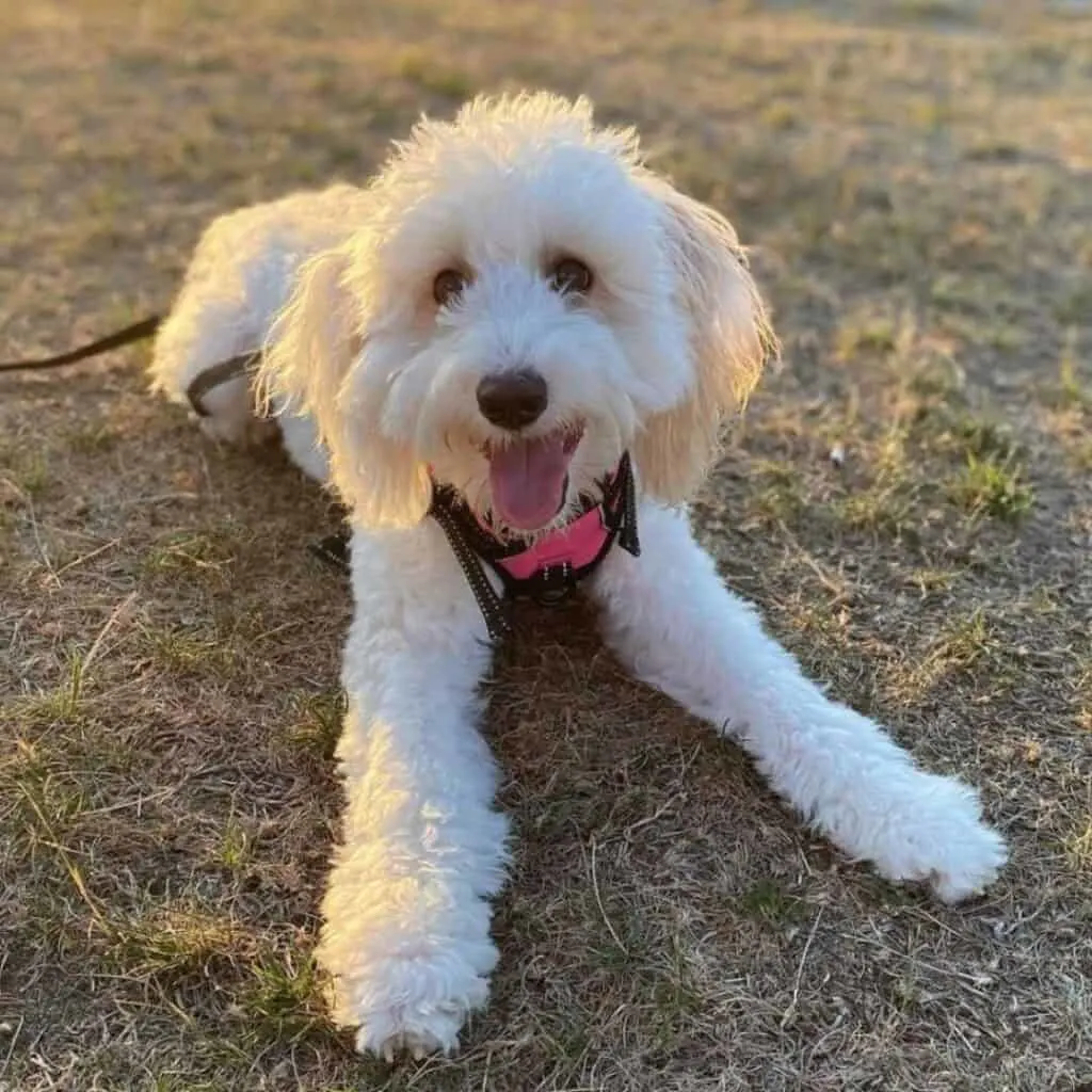 f2b mini sheepadoodle