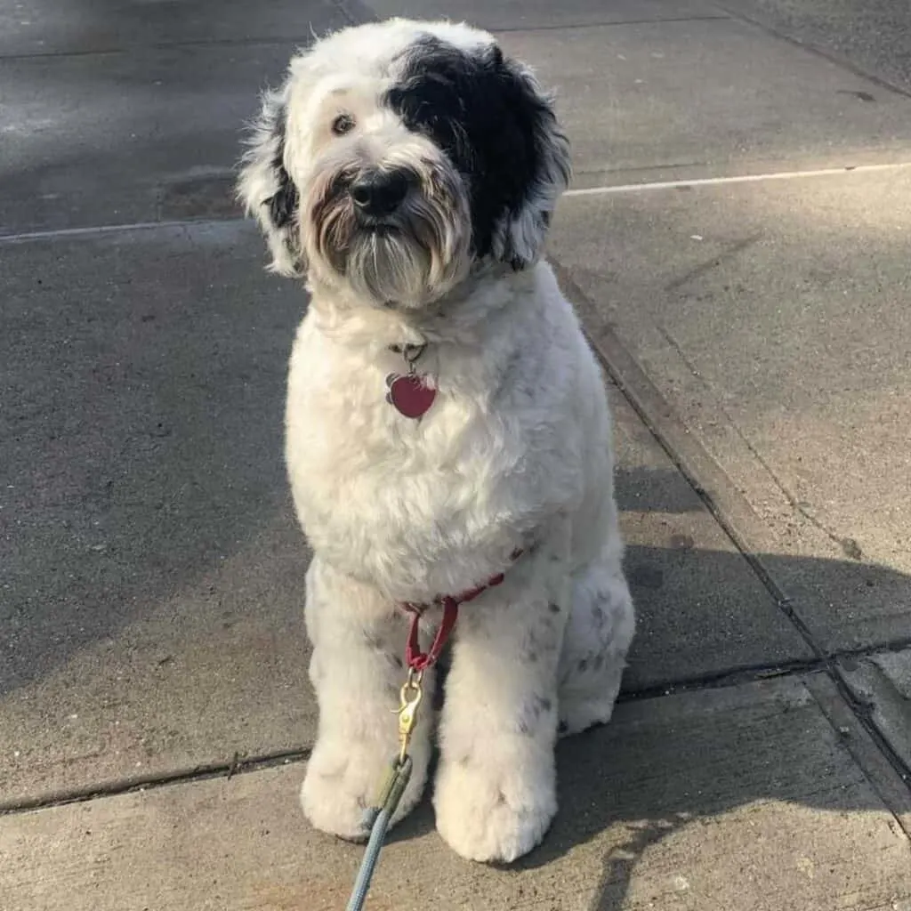 f3 mini sheepadoodle