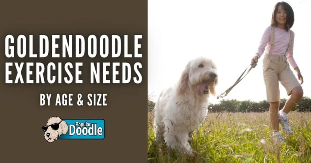 goldendoodle-exercise-needs