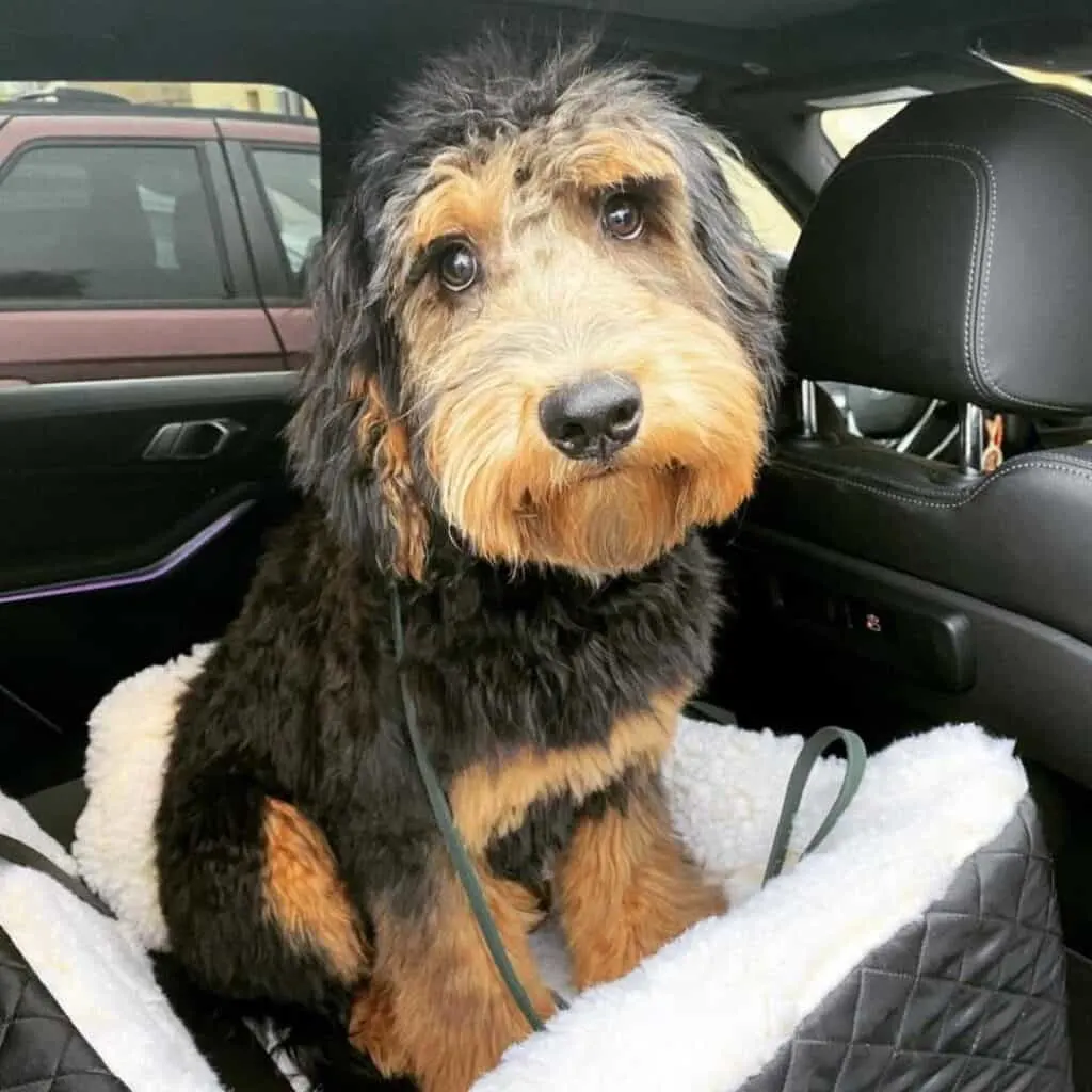 black and tan goldendoodle