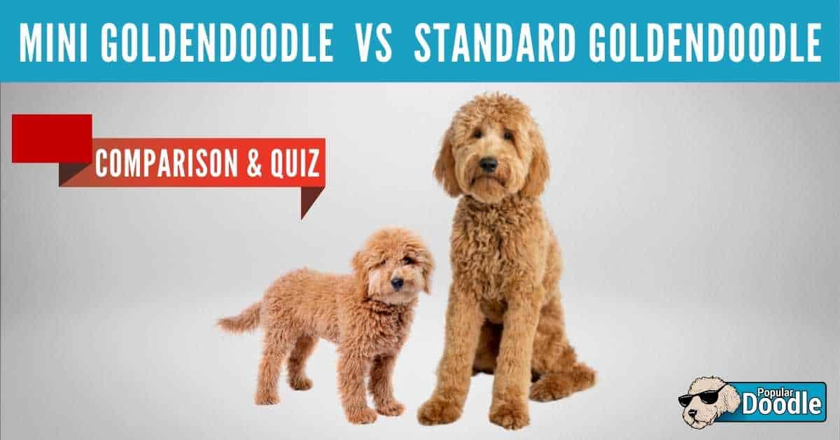 mini vs standard goldendoodle