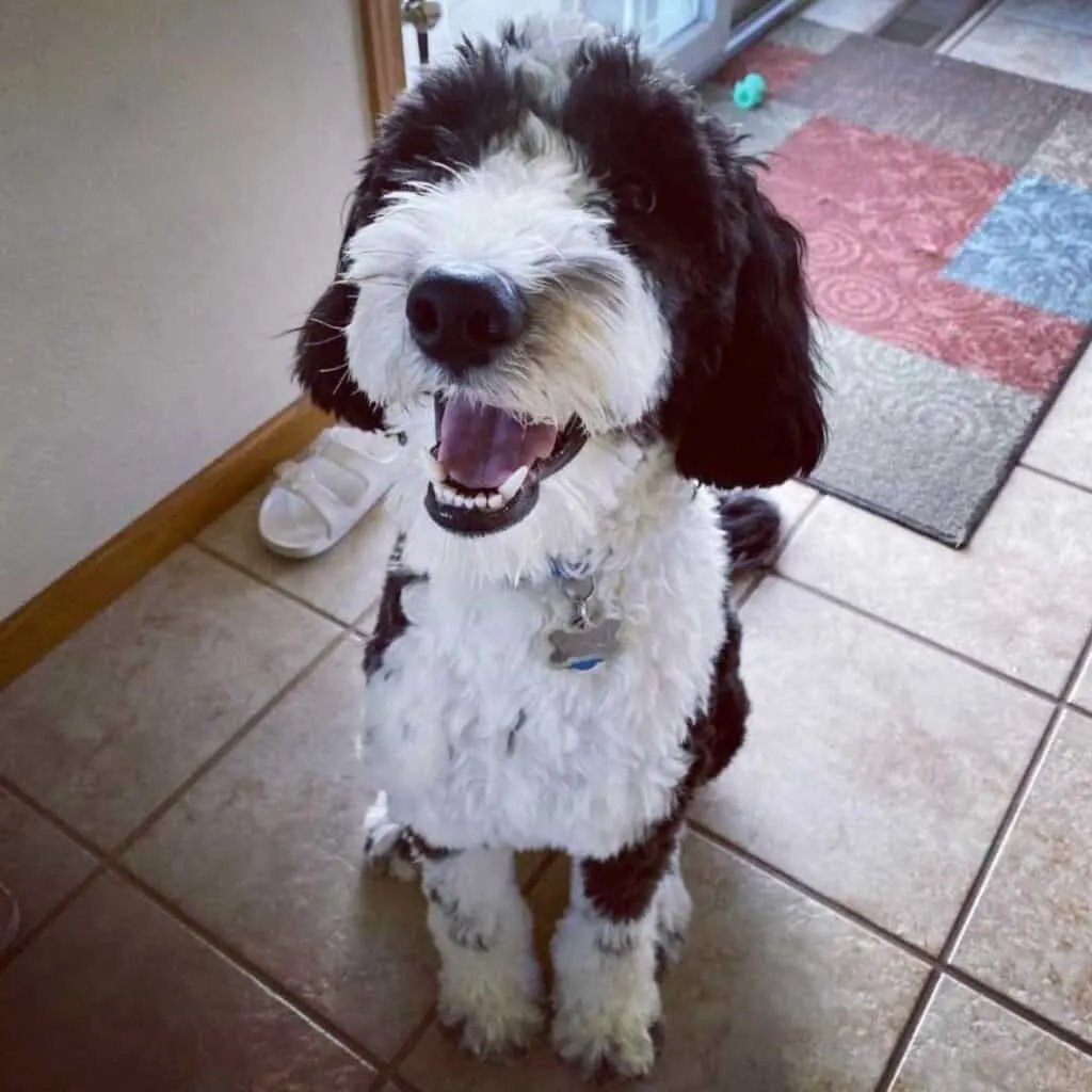 multigen sheepadoodle