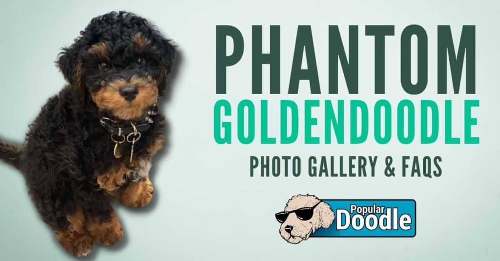 What is a Phantom Goldendoodle? [Photo Gallery & FAQs]