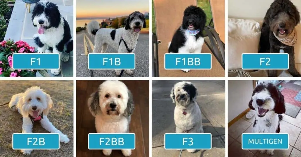 what does f1 mean when buying a puppy