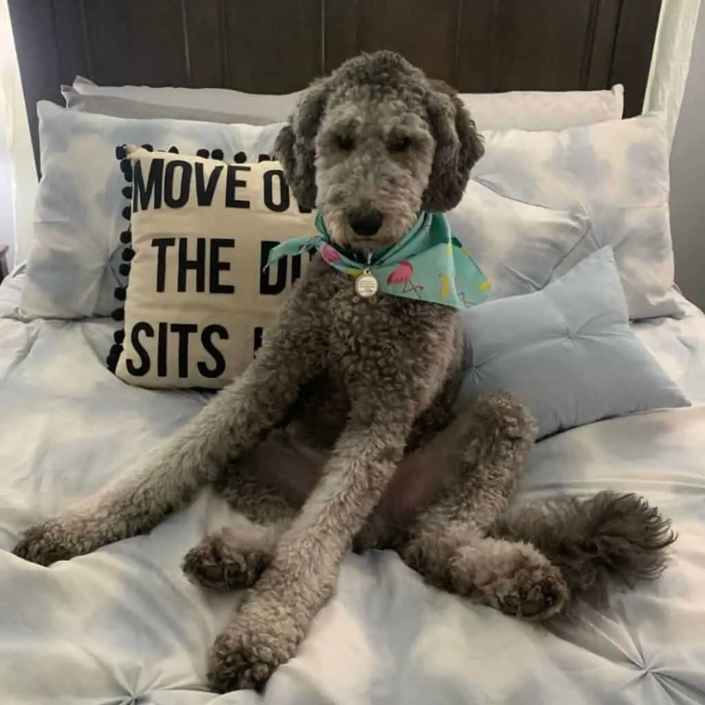 gray and cream goldendoodle