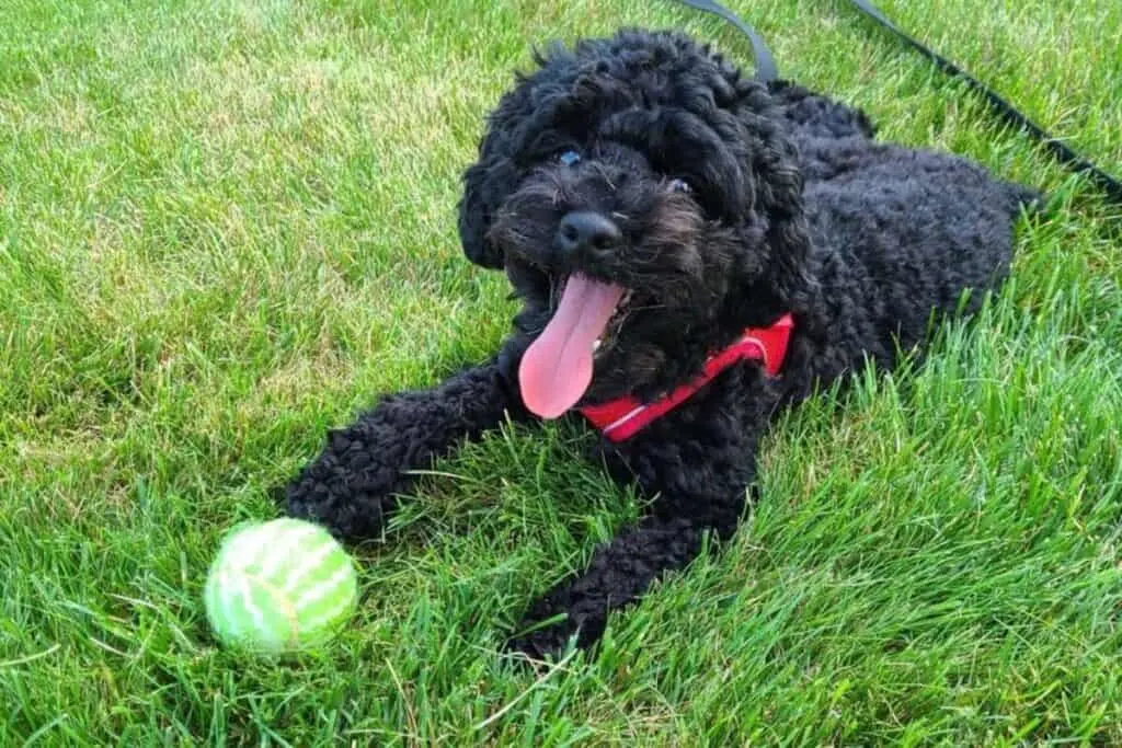 black cockapoo playing with a tennis ball
