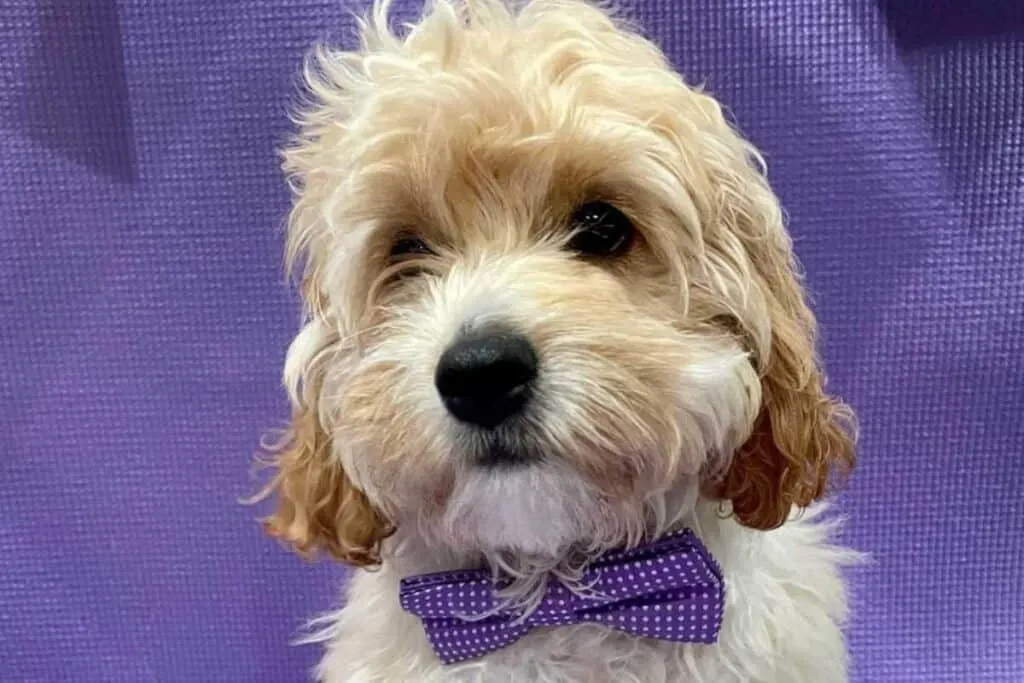 cockapoo in a purple bowtie