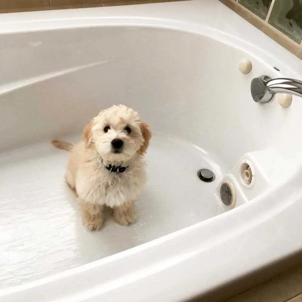 how often can you bathe a goldendoodle