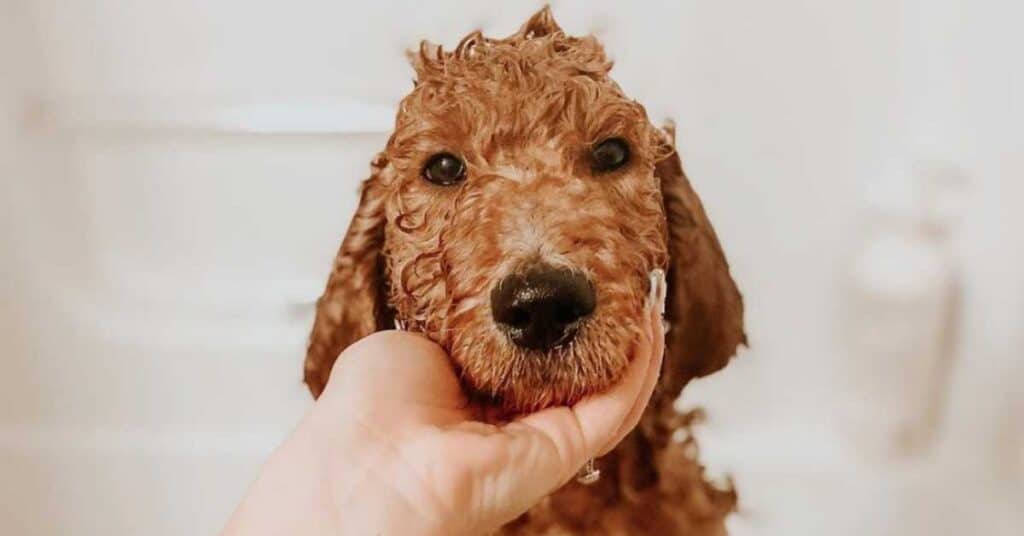 how often do you bathe a goldendoodle puppy