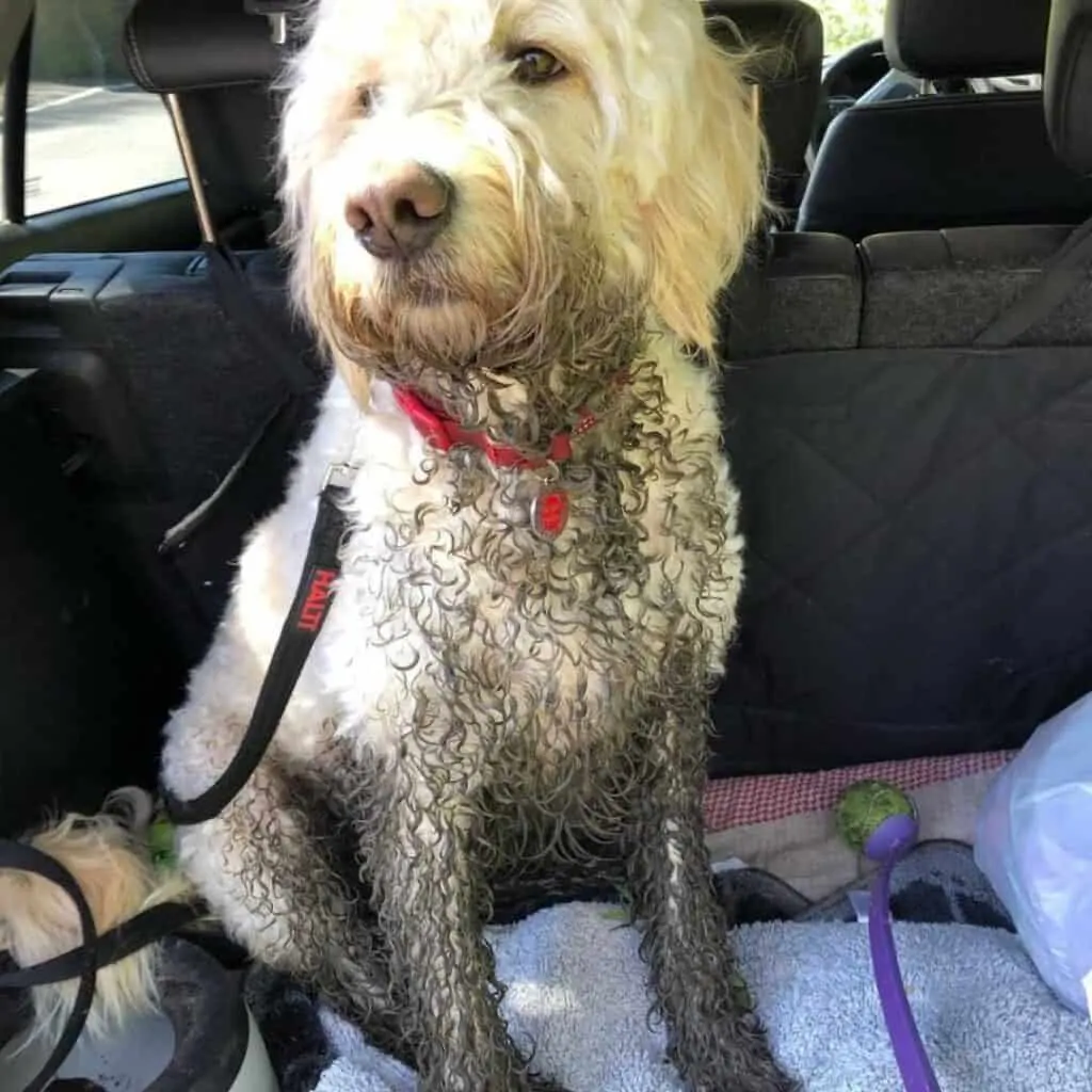 How often should you bathe a muddy Goldendoodle