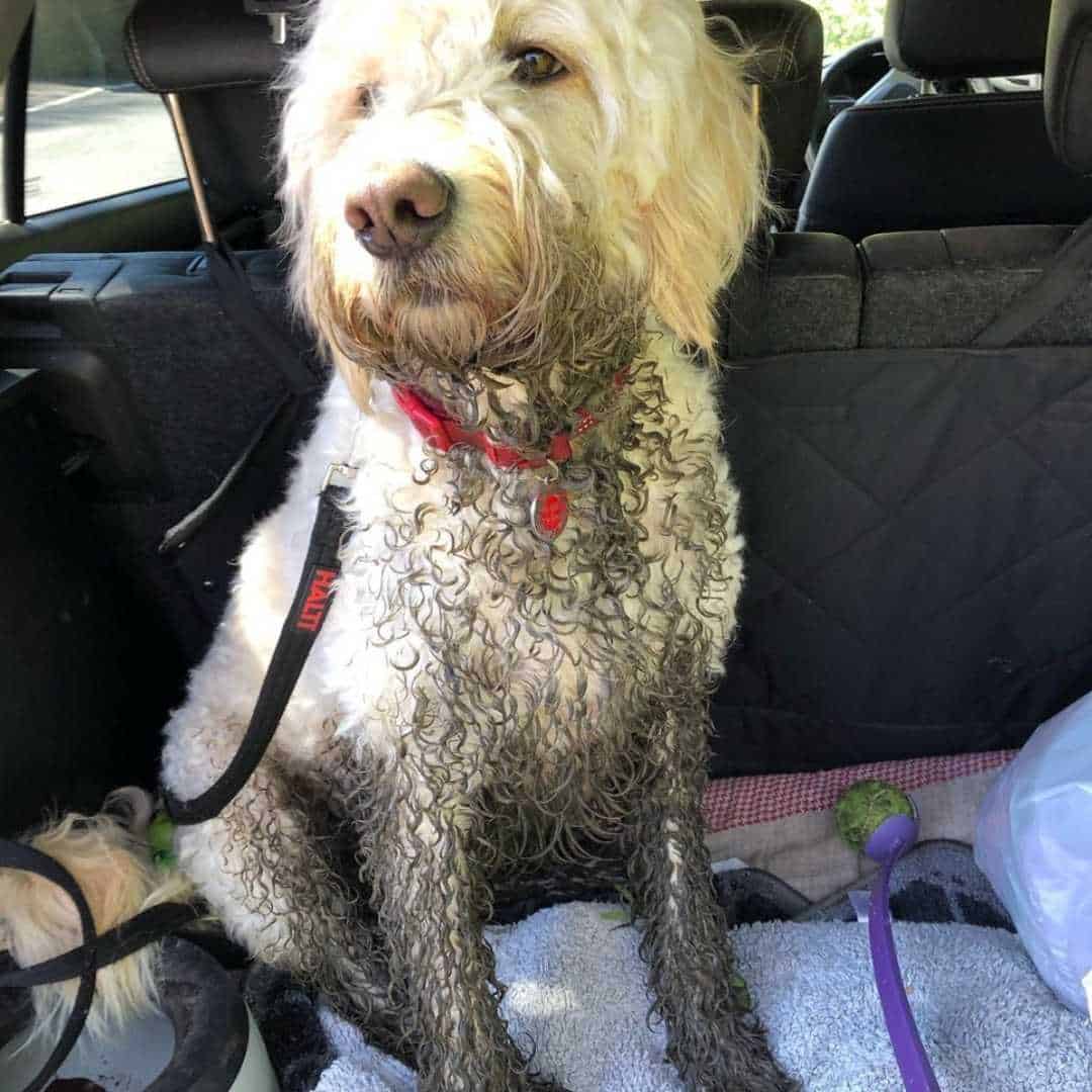 How Often Should You Bathe a Goldendoodle?
