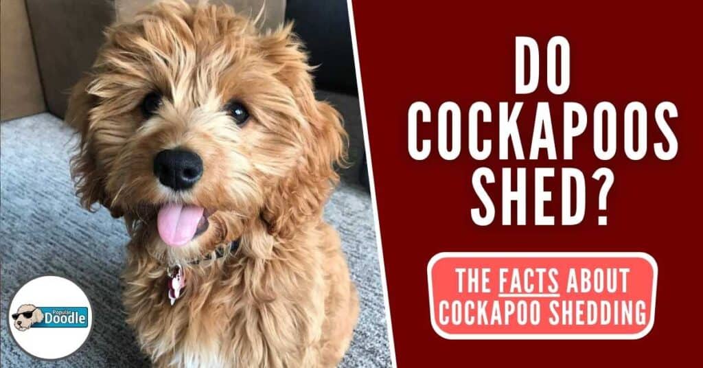 Do Cockapoos Shed? The FACTS About Cockapoo Shedding