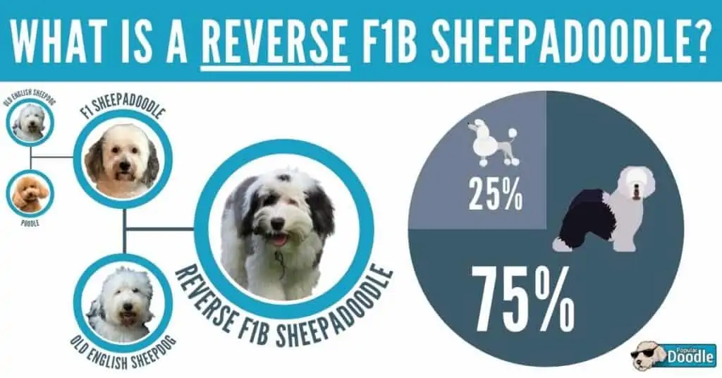 What is a Reverse F1B Sheepadoodle?