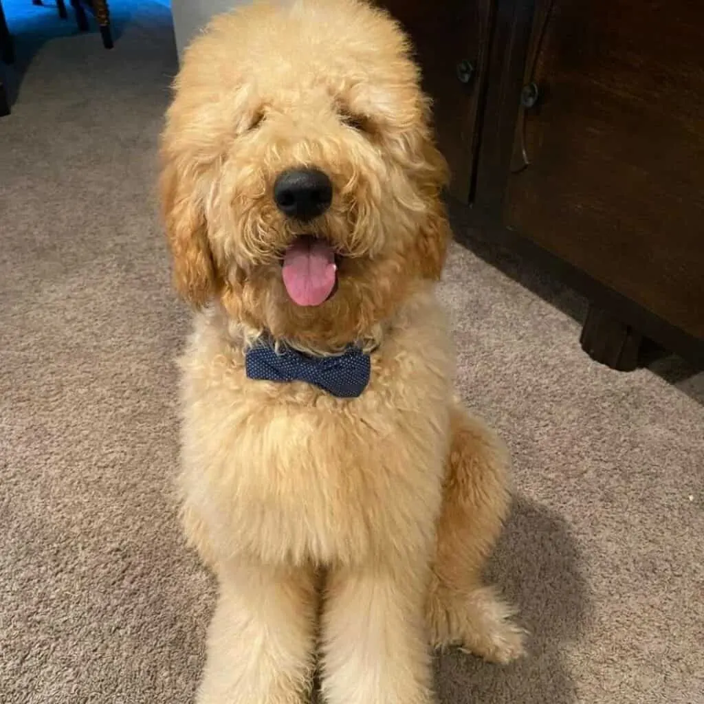 goldendoodle with a bow tie