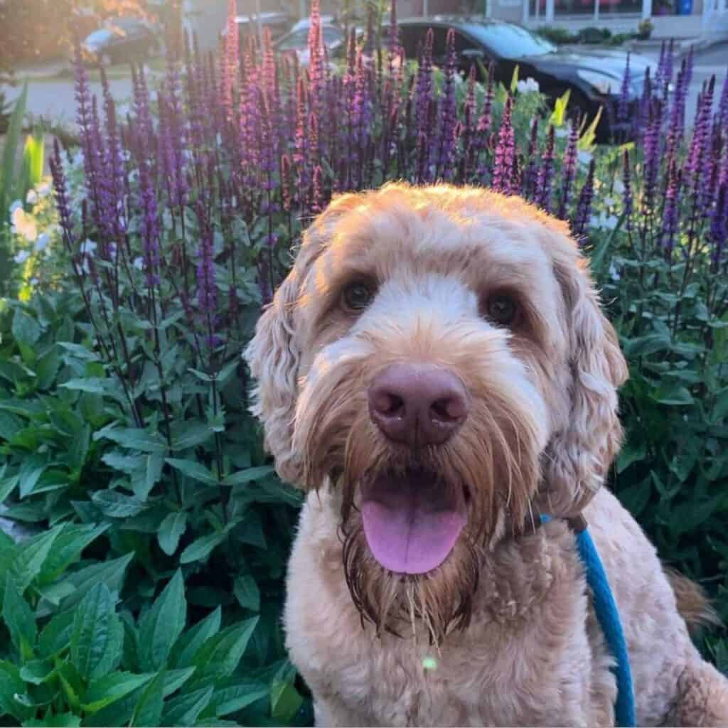 happy goldendoodle poses in front of flowers