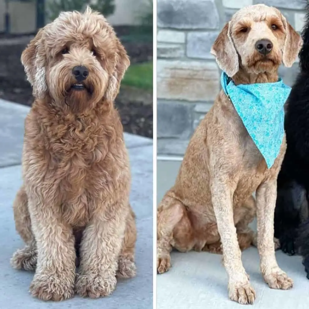 Goldendoodle hotsell long hair