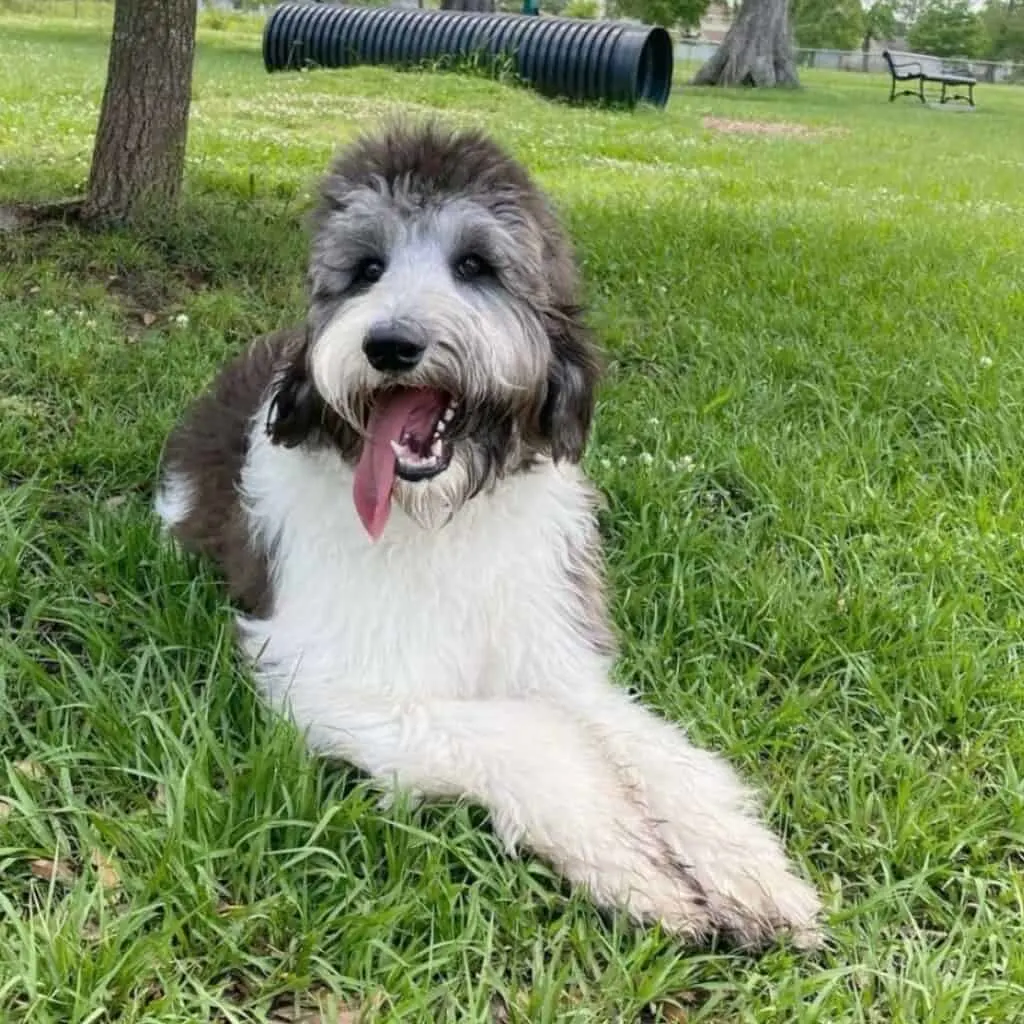 gray and white goldendoodle lying on the grass