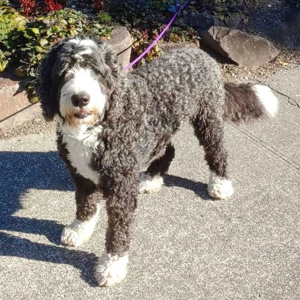 black and white springerdoodle going on a walk