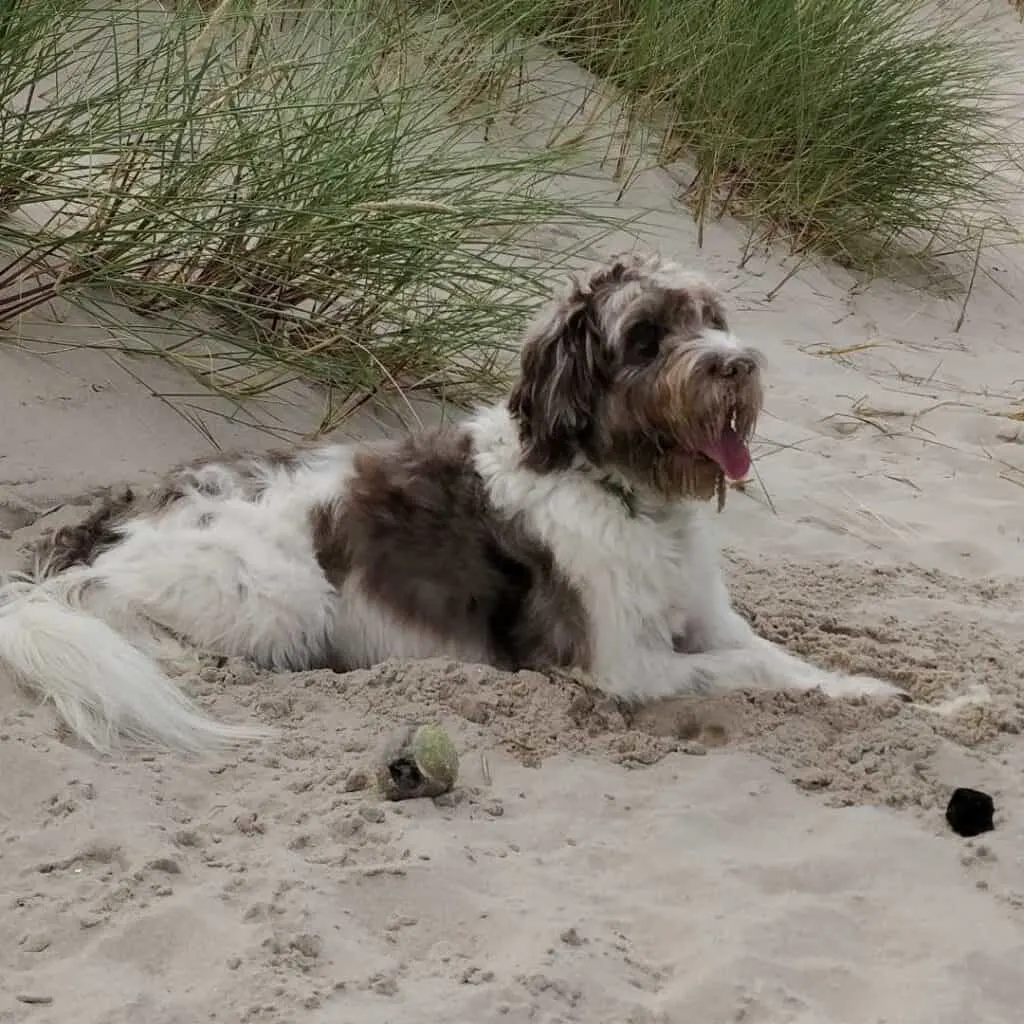 chocolate and white parti sproodle on the beach