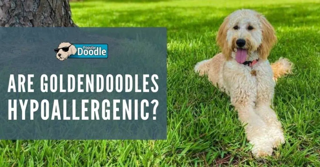 are-goldendoodles-hypoallergenic-@remi.blu_.thedood-on-IG