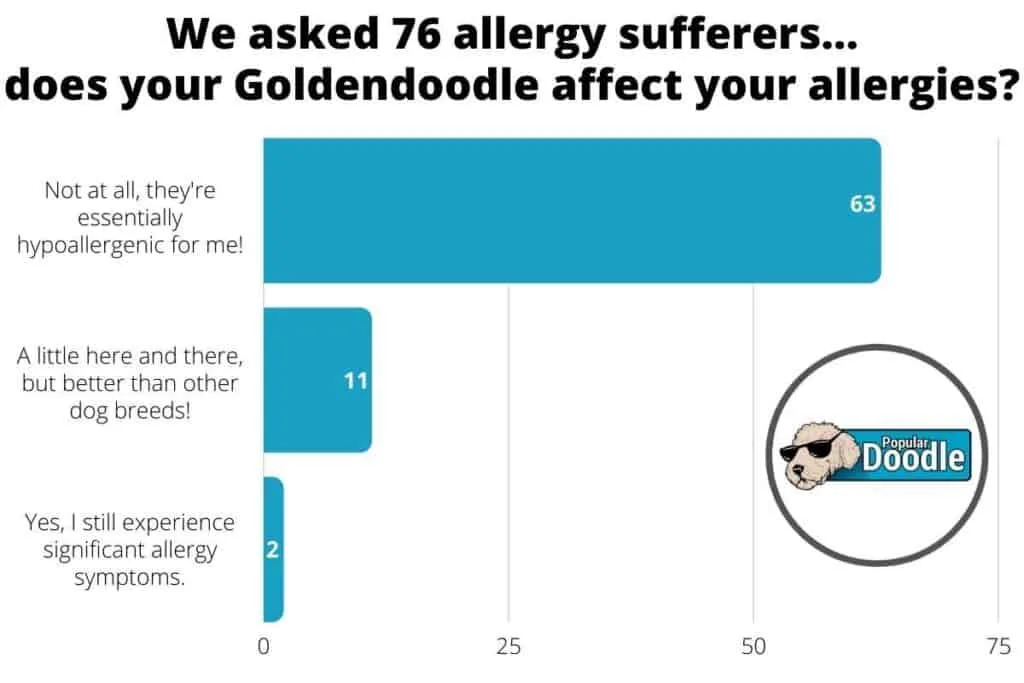 goldendoodle allergies survey