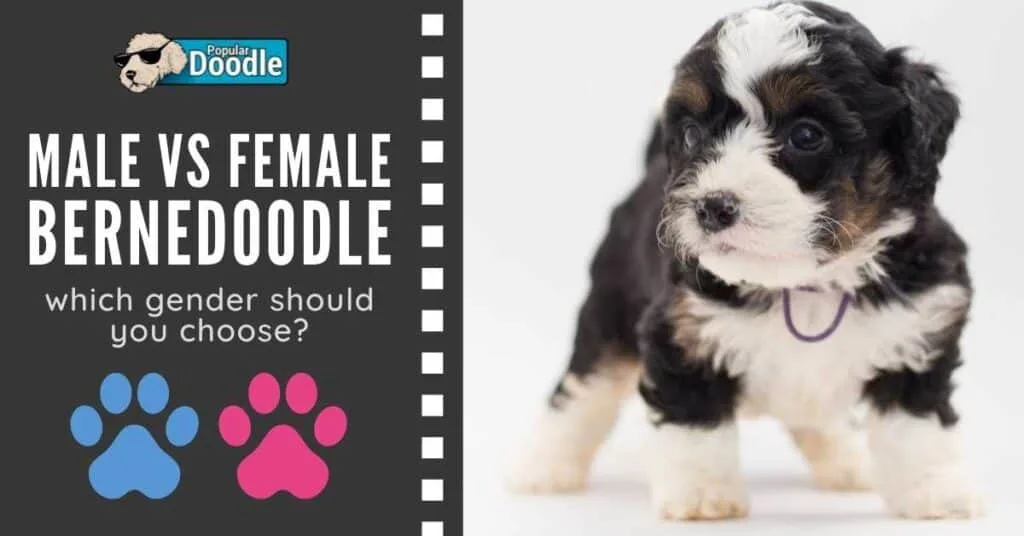 male-vs-female-bernedoodle