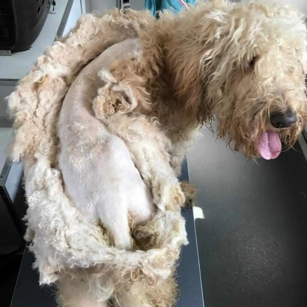 matted goldendoodle being shaved