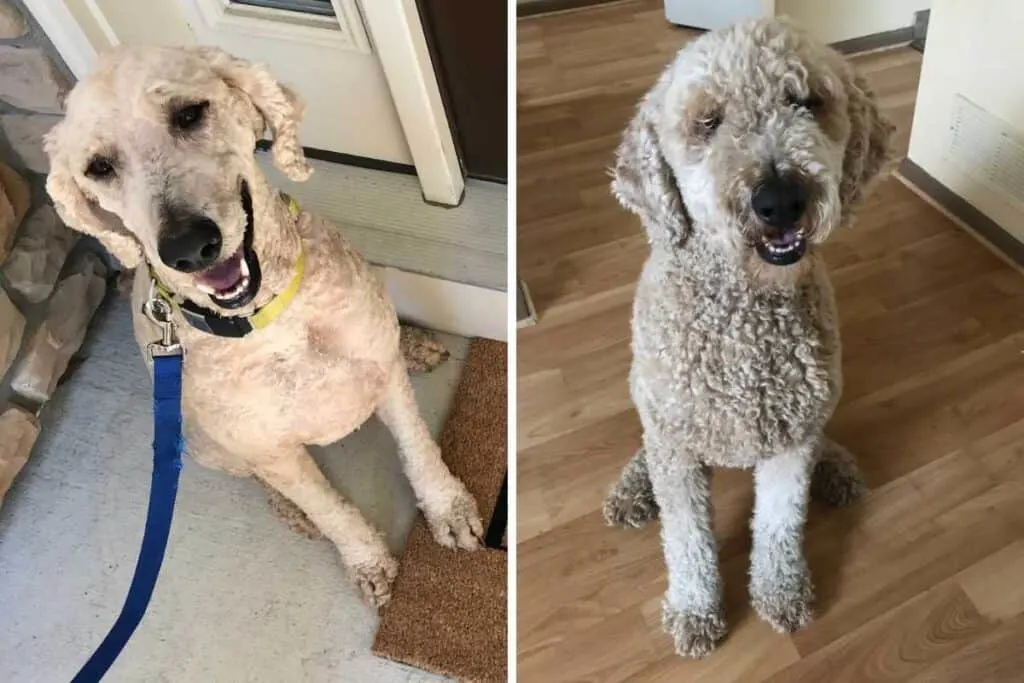 Groomer shaved my store goldendoodle