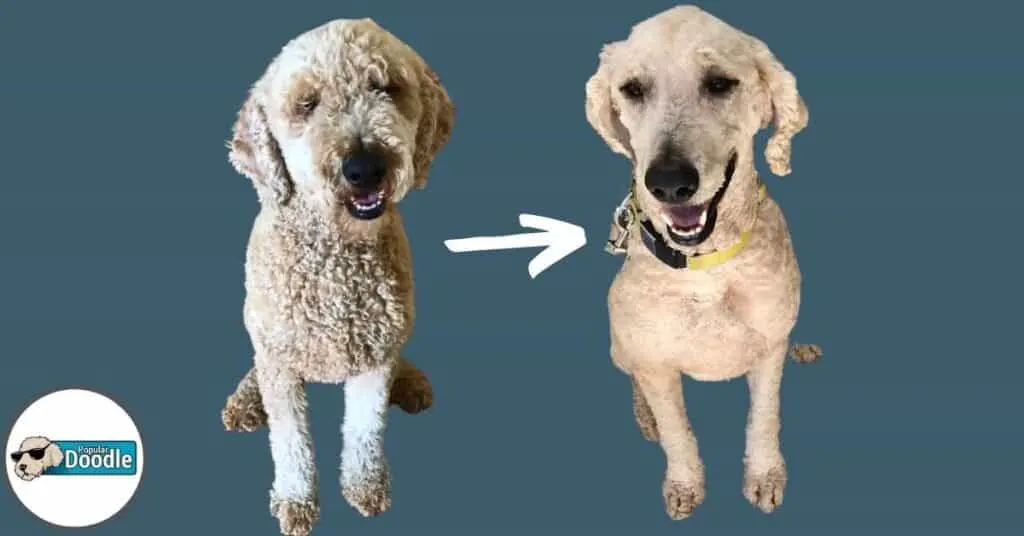 6 Facts About Shaving a Goldendoodle That Groomers Wish You Knew!