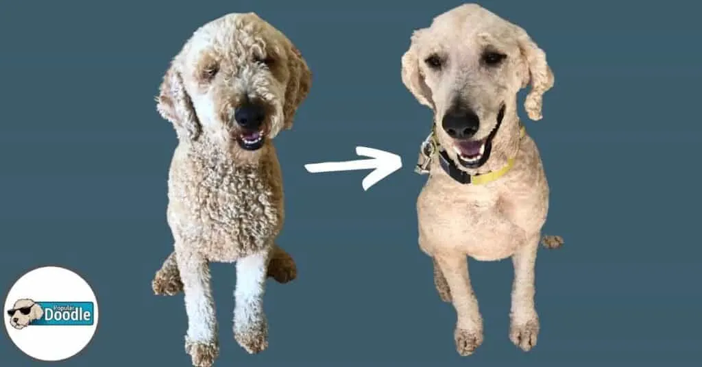 should goldendoodles be trimmed