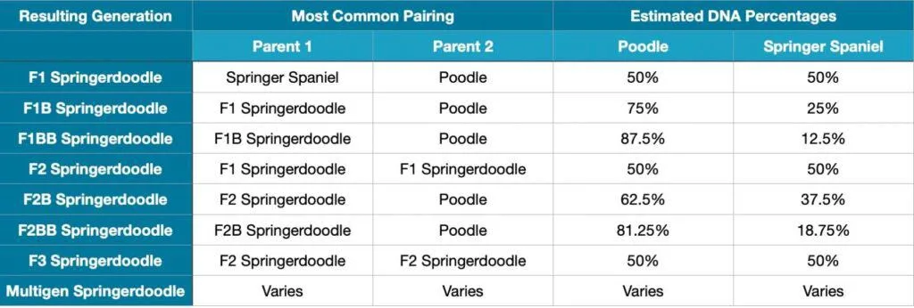 springerdoodle generations chart