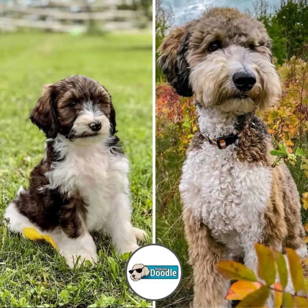 brown and white f1b sable parti Goldendoodle