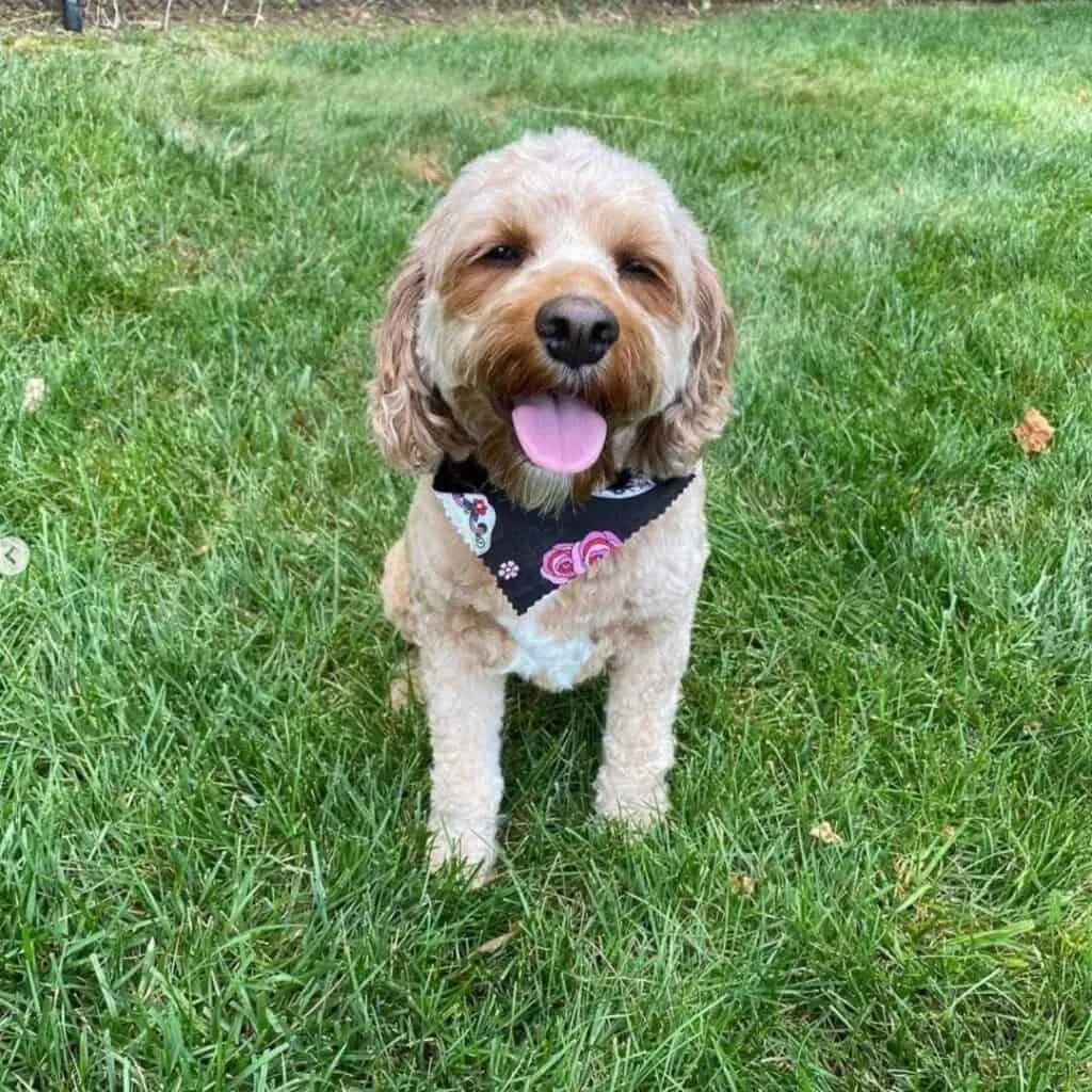 female Cavapoo haircuts