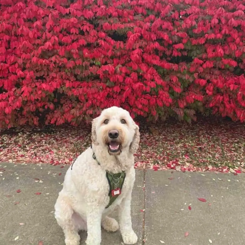 what is an english cream goldendoodle