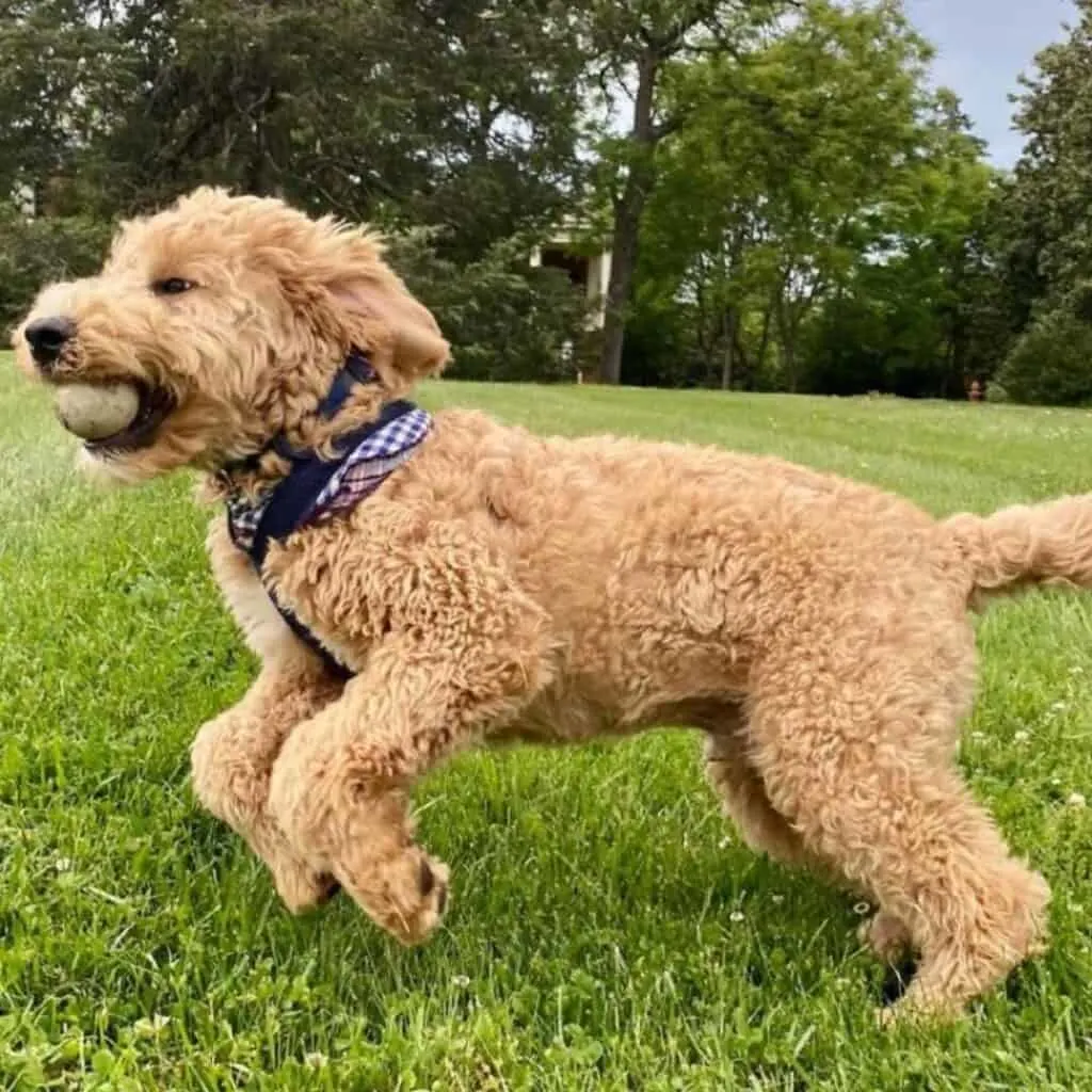 what is a teddybear goldendoodle