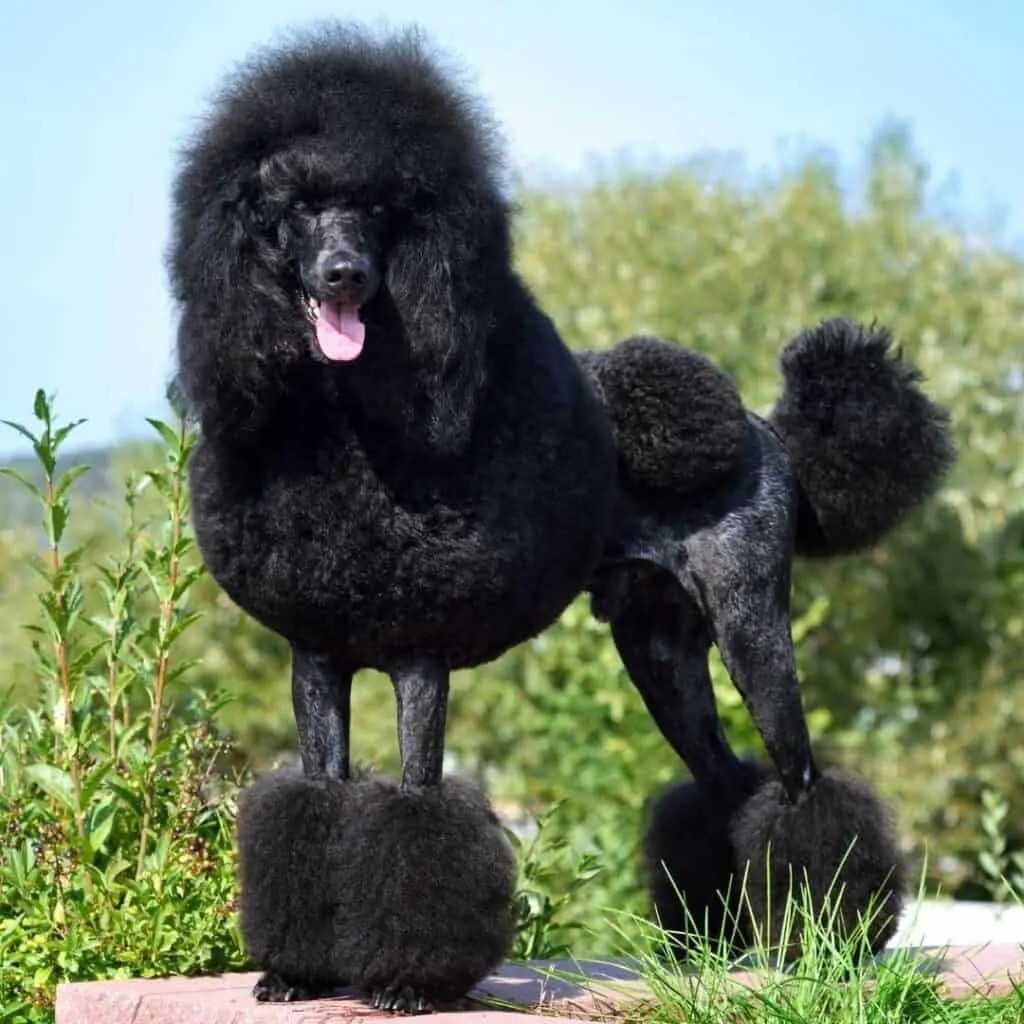 black poodle cut