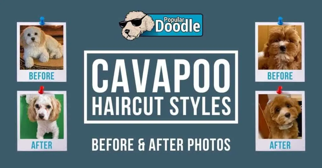 cavapoo-haircuts