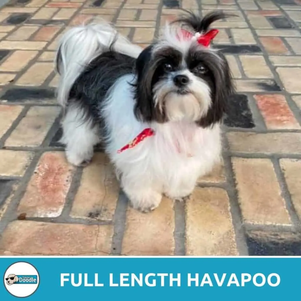 full length havapoo