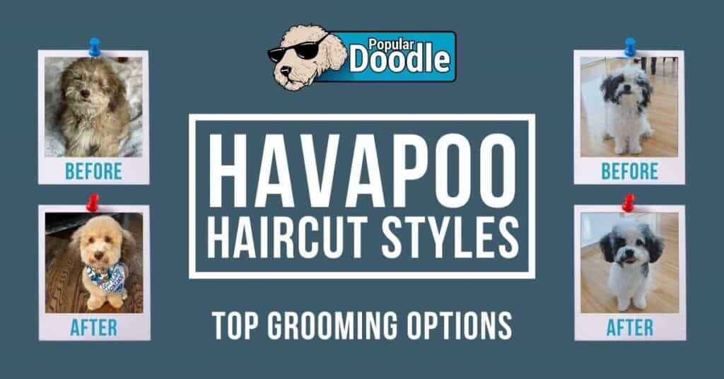 havapoo haircuts