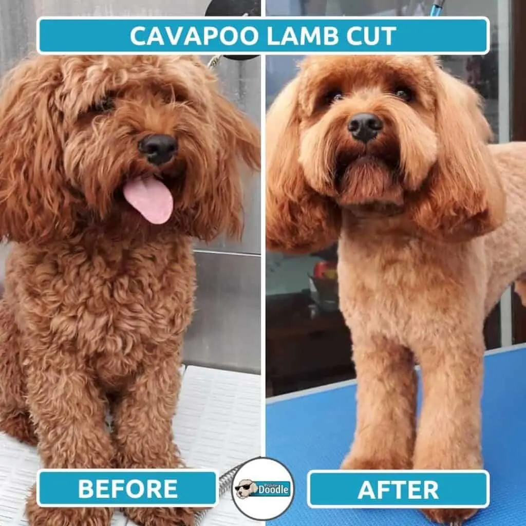 Cavoodle cut sales