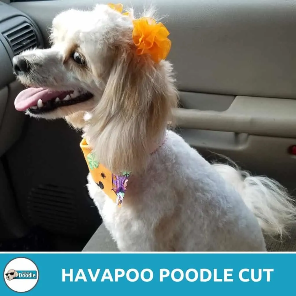 havapoo poodle cut