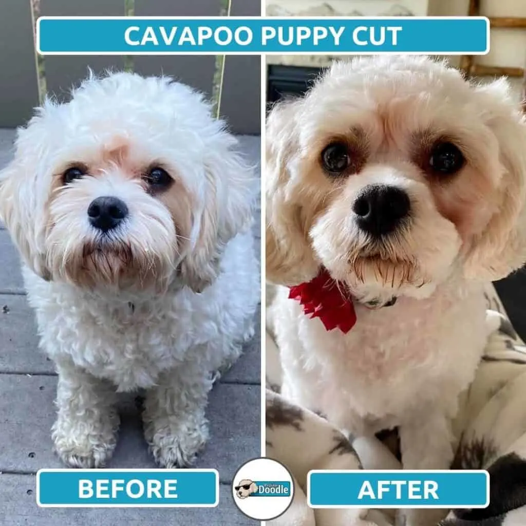 Example of a white Cavapoo puppy cut.