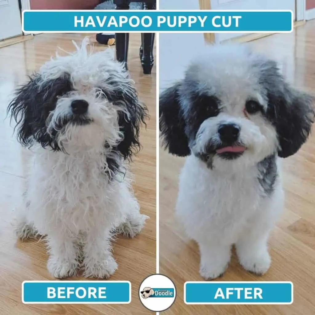 Haircuts for best sale havanese puppies