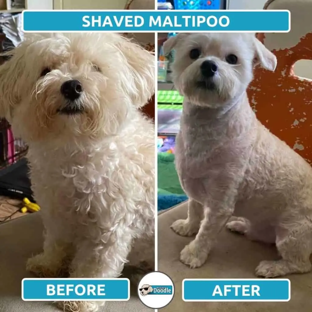 Top 8 Maltipoo Haircuts (Lots of Pics!) & Grooming Tips - Doodle Doods