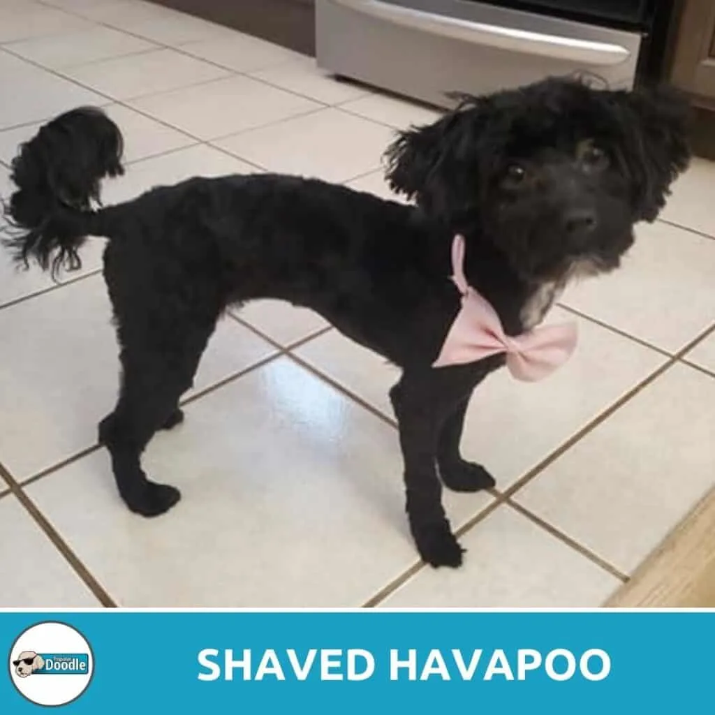 shaved havapoo