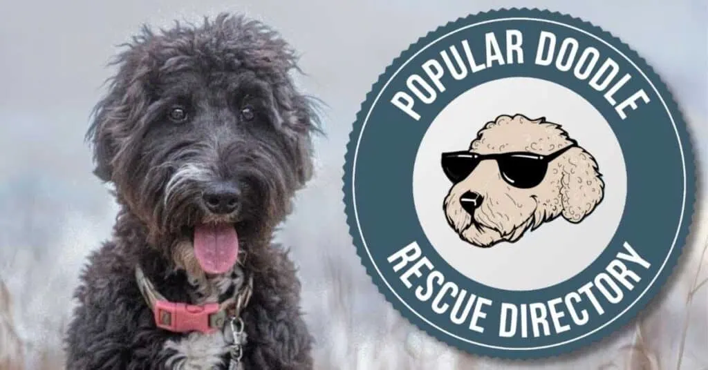 sheepadoodle-rescue-directory