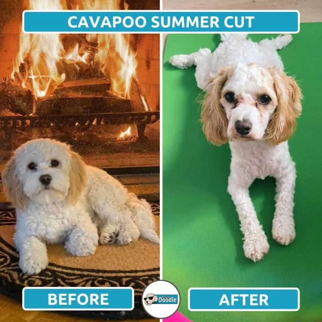 Example of a tan and white Cavapoo summer cut.