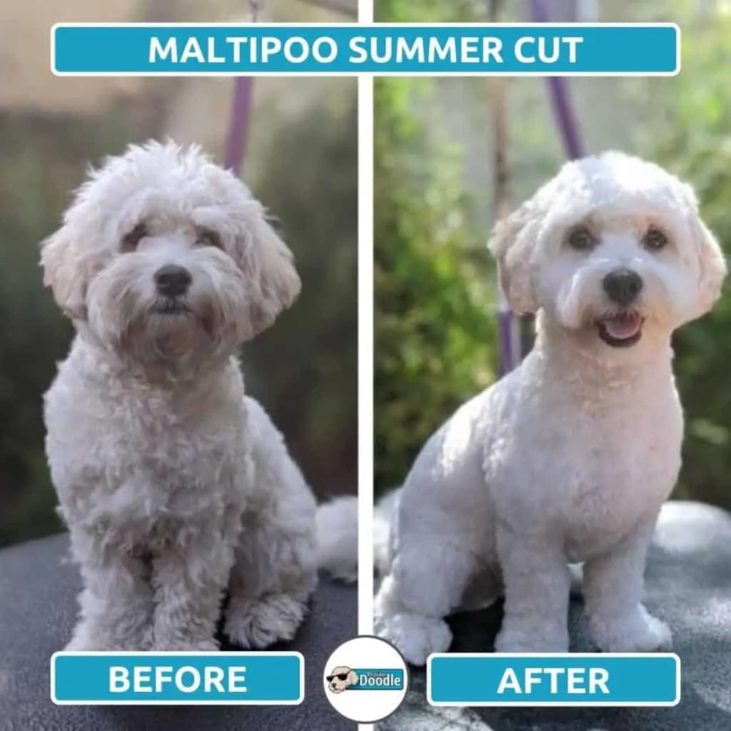 Maltipoo hair hot sale types