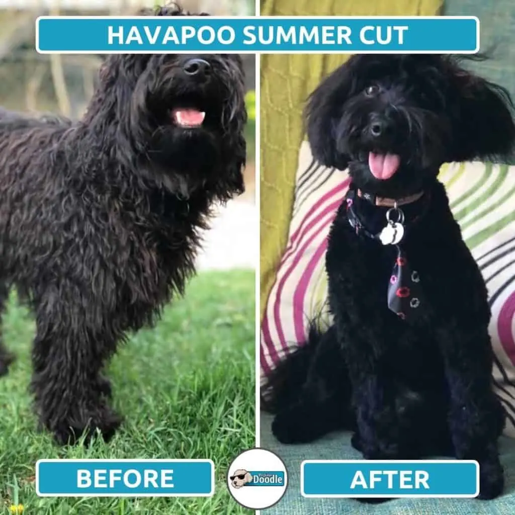 havapoo summer cut